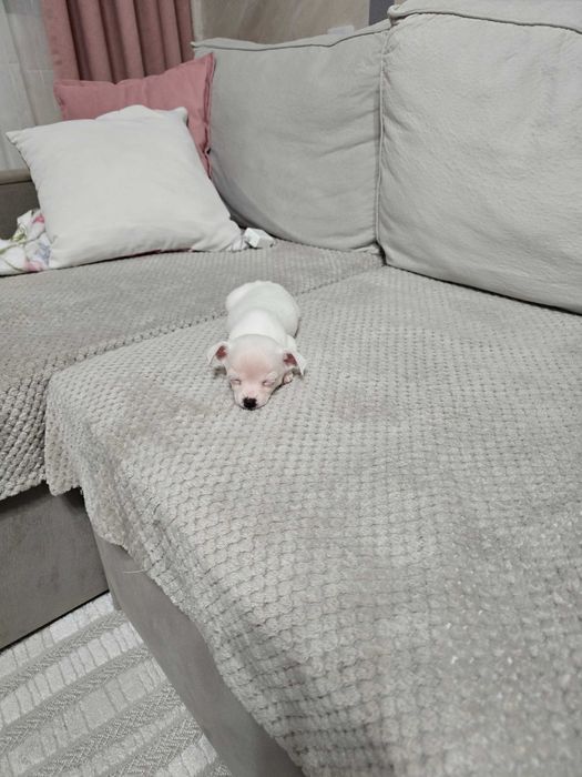 Чихуахуа на 2 месеца