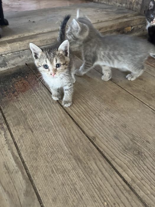 Отдам котят , хорошие красивые )