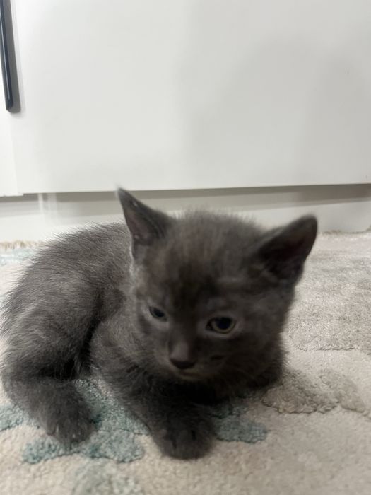 Отдам в хорошие руки