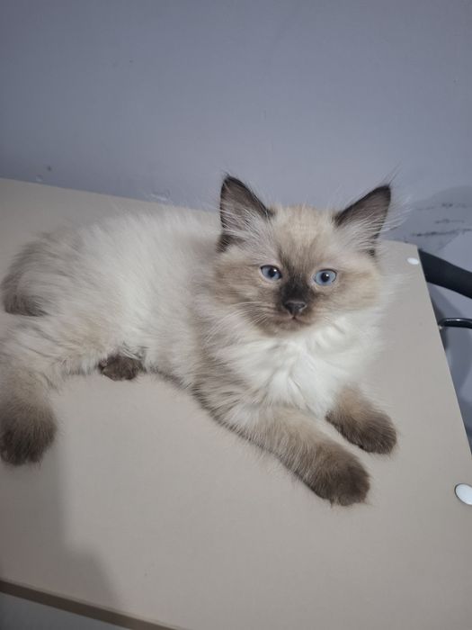 Отдам котят в хорошие руки