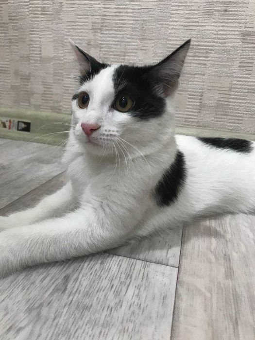 отдам котенка в добрые руки