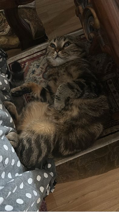 Вязка шотландского кота