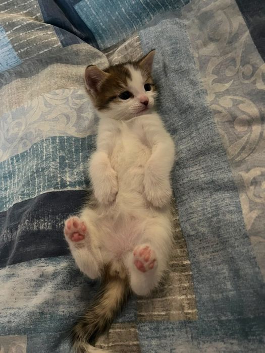 Отдам срочно кошек