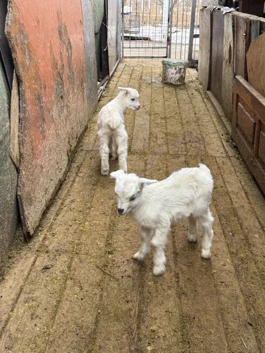 Продам зааненскую козу