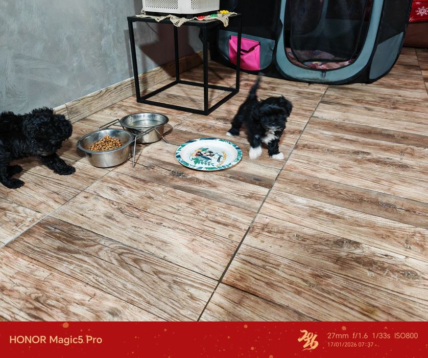 Pui bishon 6 săptămâni