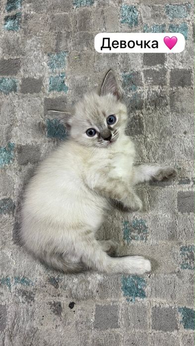 Котята бесплатно (привезем к вам)