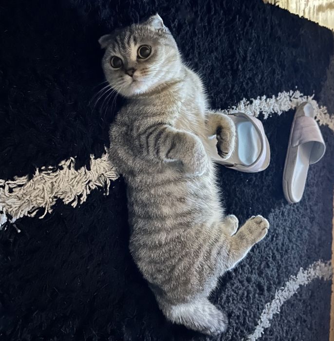 Британско клепоухо коте на 3г.