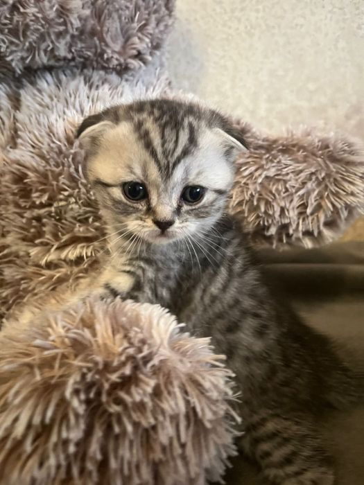 Шотландские котятки. Скоттиш-страйт, Скоттиш-фолд
