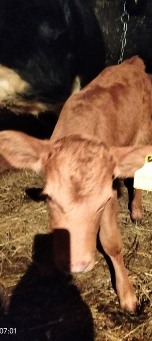 Продам  тёлочку.