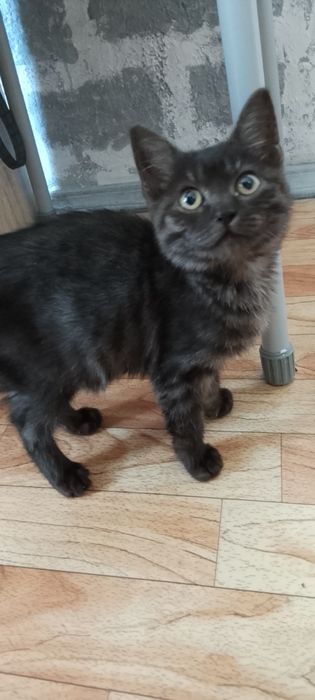 Котенок девочка .