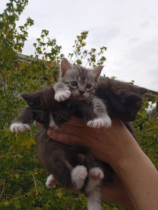 Отдам в добрые руки