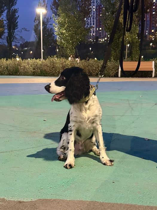 Щенок русский спаниель