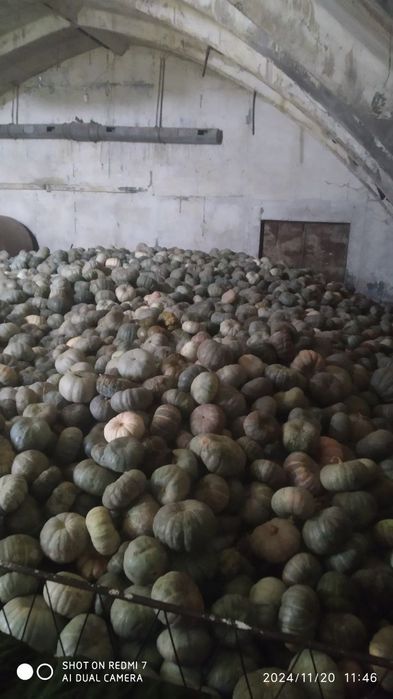 Ошковок oshqovoq ковок qovoq  кади kadi ошкади oshkadi  osh qovoq