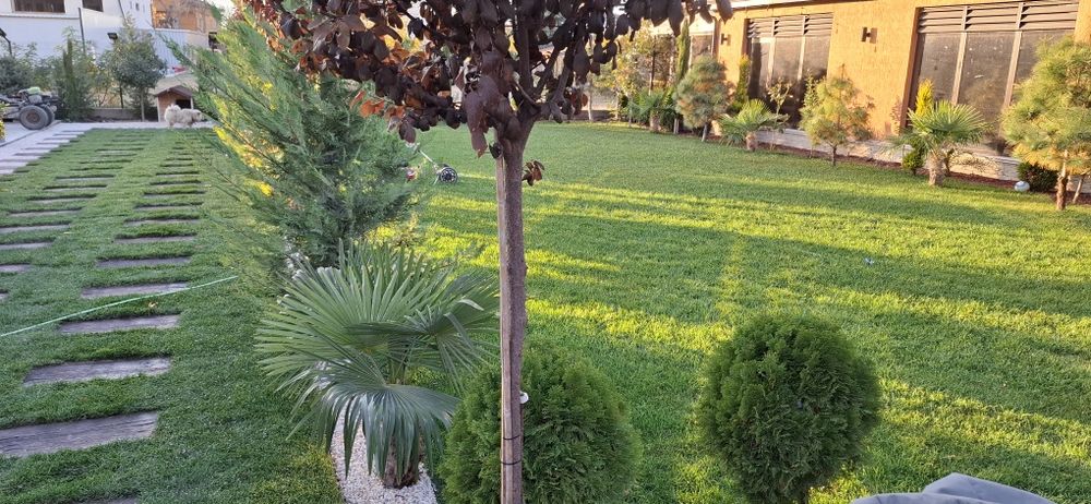 Тревен чим, Озеленяване