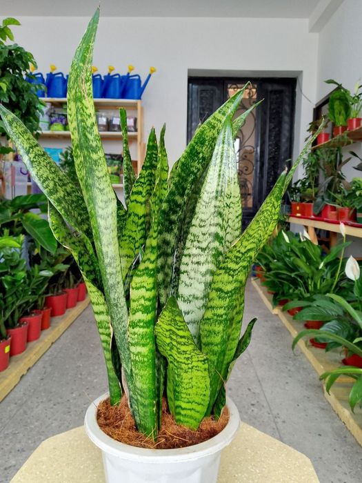 Sansiveriya gold сансиверия голд