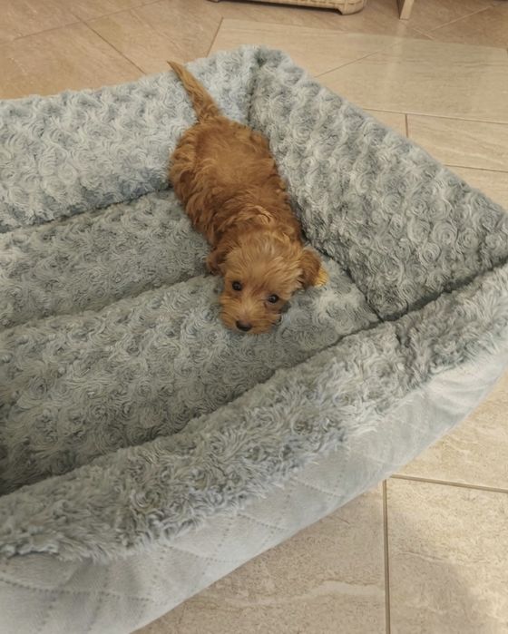 Maltipoo de talie mica