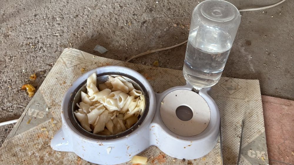Отдам котенка в хорошие руки