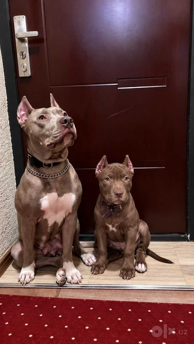 Продается щенок американского питбуля RED NOSE/pitbuli kuchuklari
