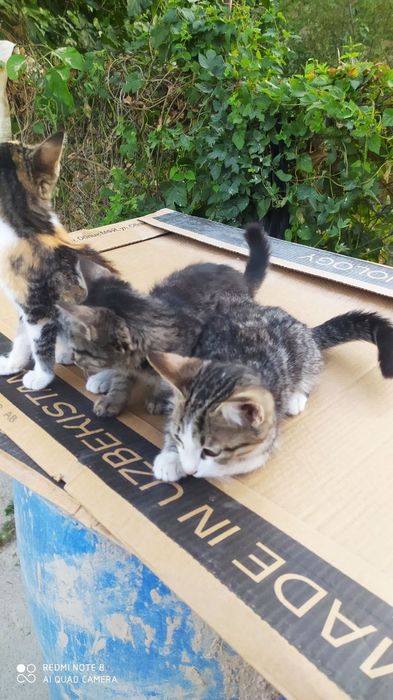 Отдам даром котëнки