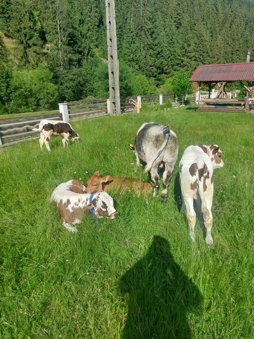 Tauras albastru și baltat