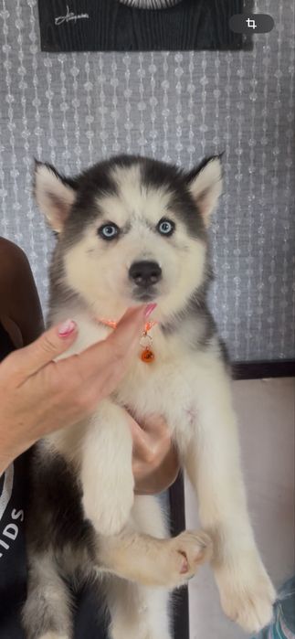 Девочка хаски 2 месяца