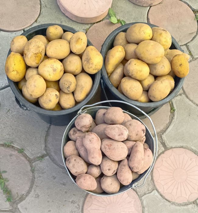 Едовой картофель