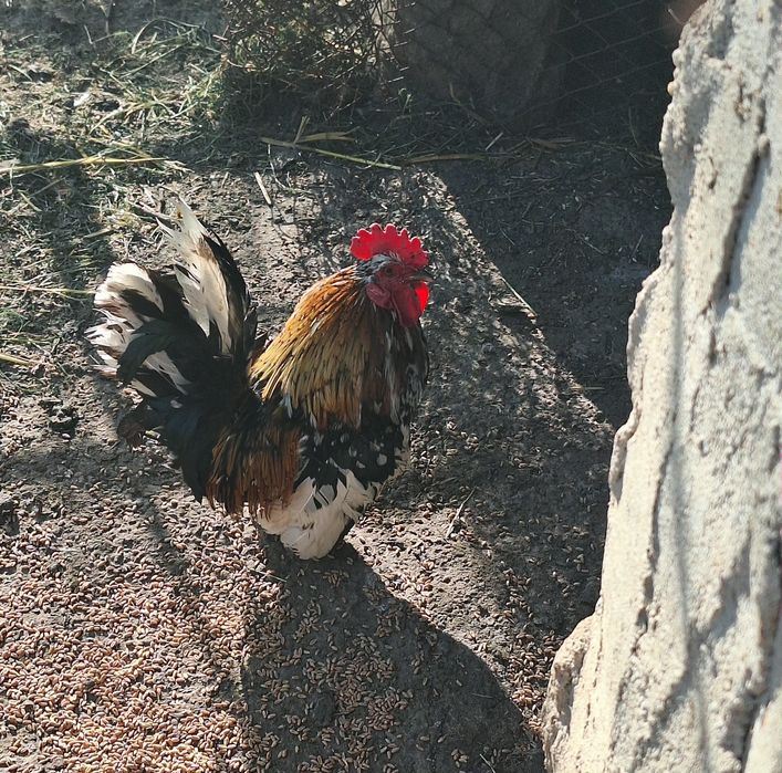 Vand o pereche de cocchina pitic