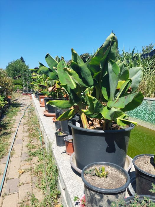 Bananieri de vânzare