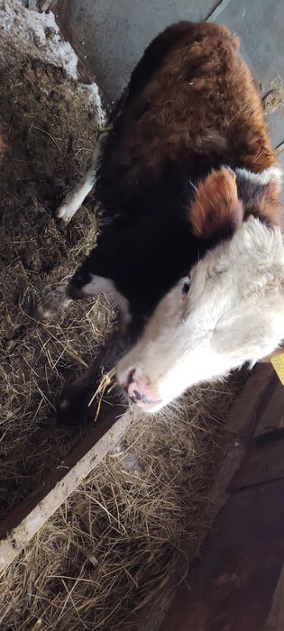 Продам телёнка 5 месяца