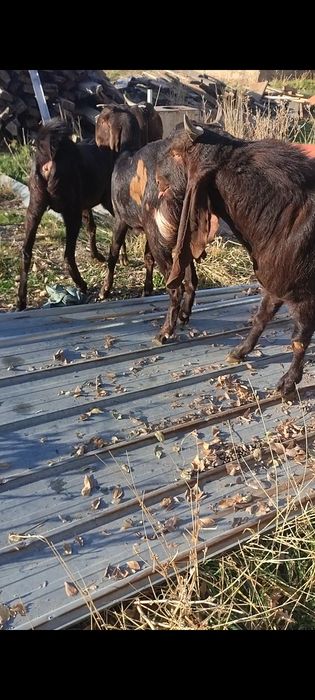 Камори теке сатылады