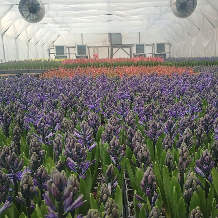 Zambile la ghiveci i