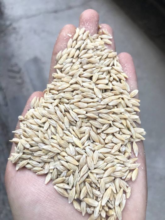 Сули / Suli Qozog’iston tozza 50kg qop vagondan