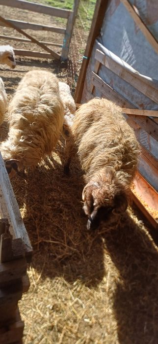 Vând 2 oi de tăiat