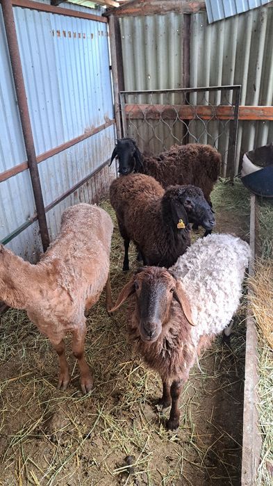 Кой бараны продам