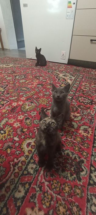 Отдам котят в добрые руки