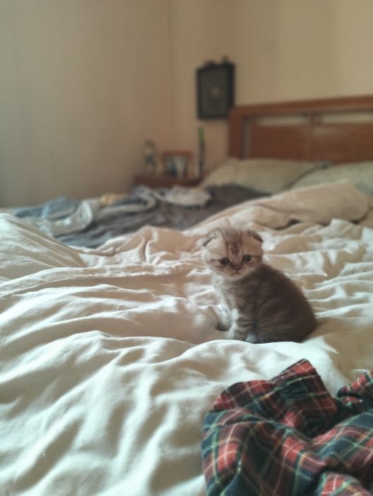 Шотландцы  тёмных окрасов