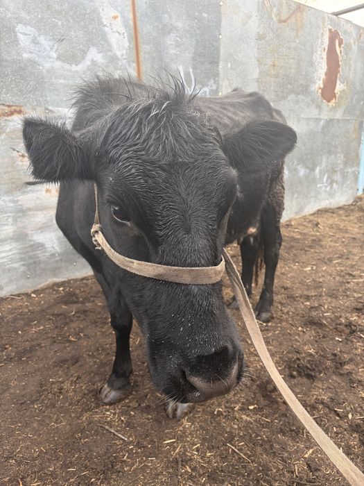 Сүтті сиыр сатылады.