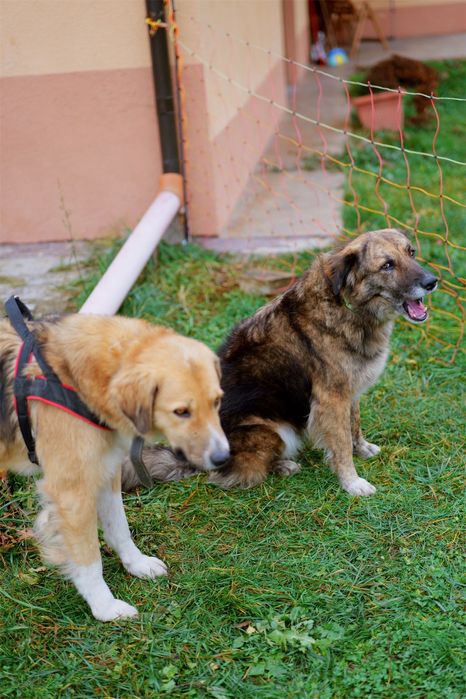 Căței frumoși caută oameni frumoși