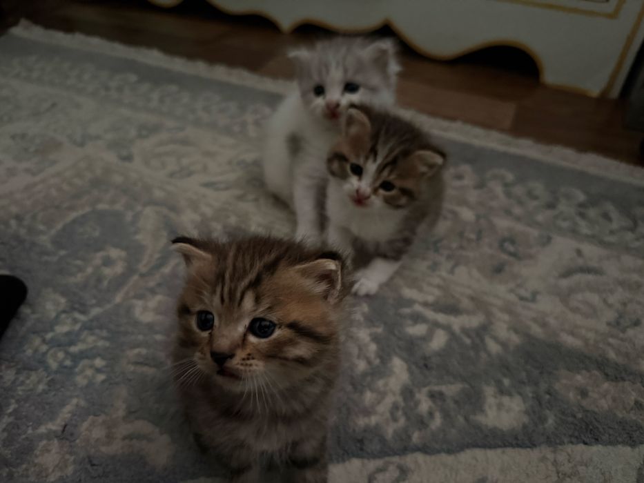 котенки миленькие