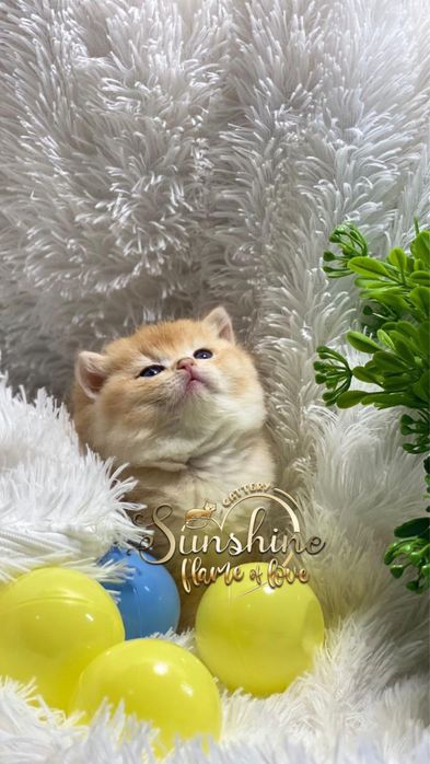 Британцы шиншиллы золотые