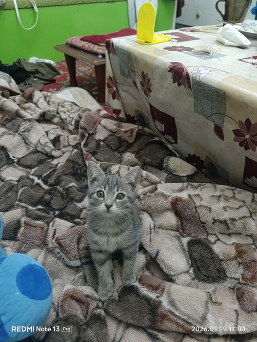 Отдадим в добрые руки котят домашние чистые с отслеживанием судьбы
