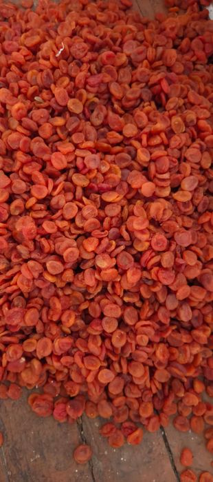 Курага Жолтий, красный средний сорт Урик коки