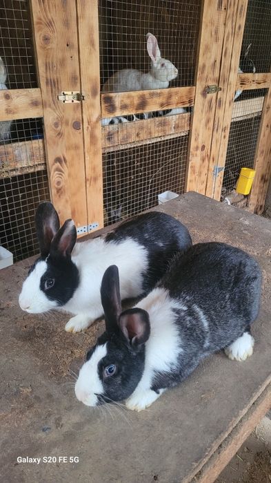 Iepuri hycole de vânzare