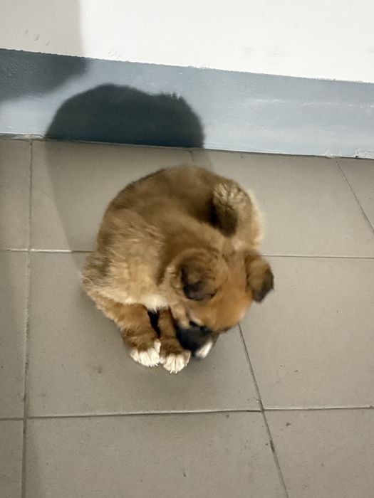 Найден щенок мальчик