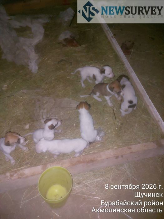 Продам щенков грейхаунд