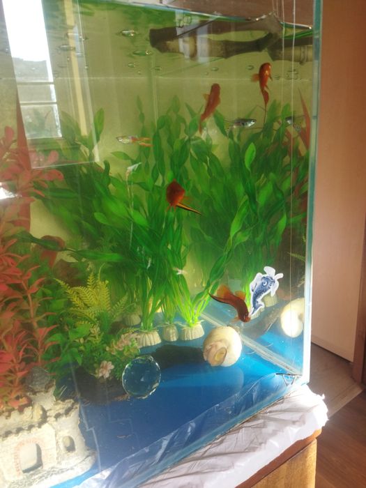 Аквариумные рыбки