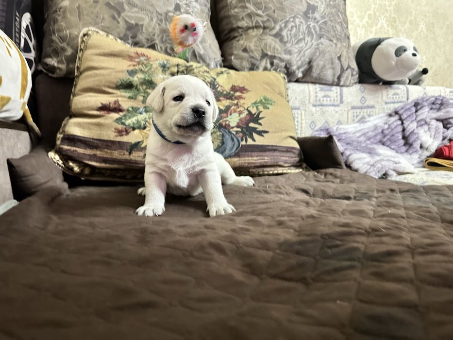 Верный друг лабрадор щенки