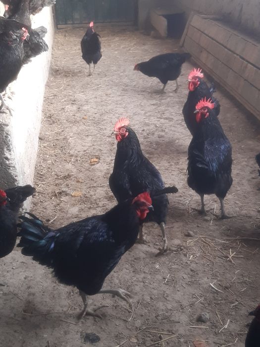 Qora shaxzoda tuxumlar bostirishga va inkubatorga zakaz olamiz