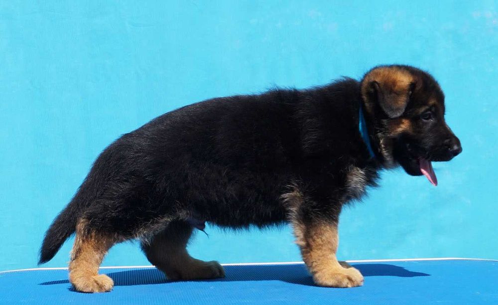 Щенок Немецкой овчарки , с документами  .