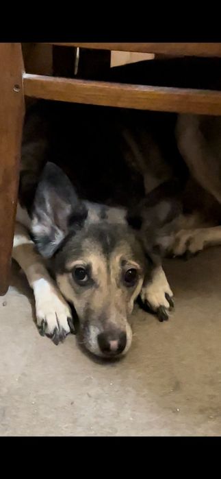 Отдадим собак в хорошие руки